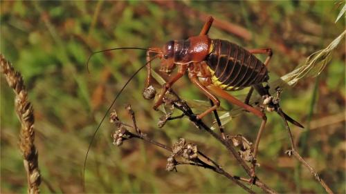 Réf. 327 745 : Ephippiger diurnus